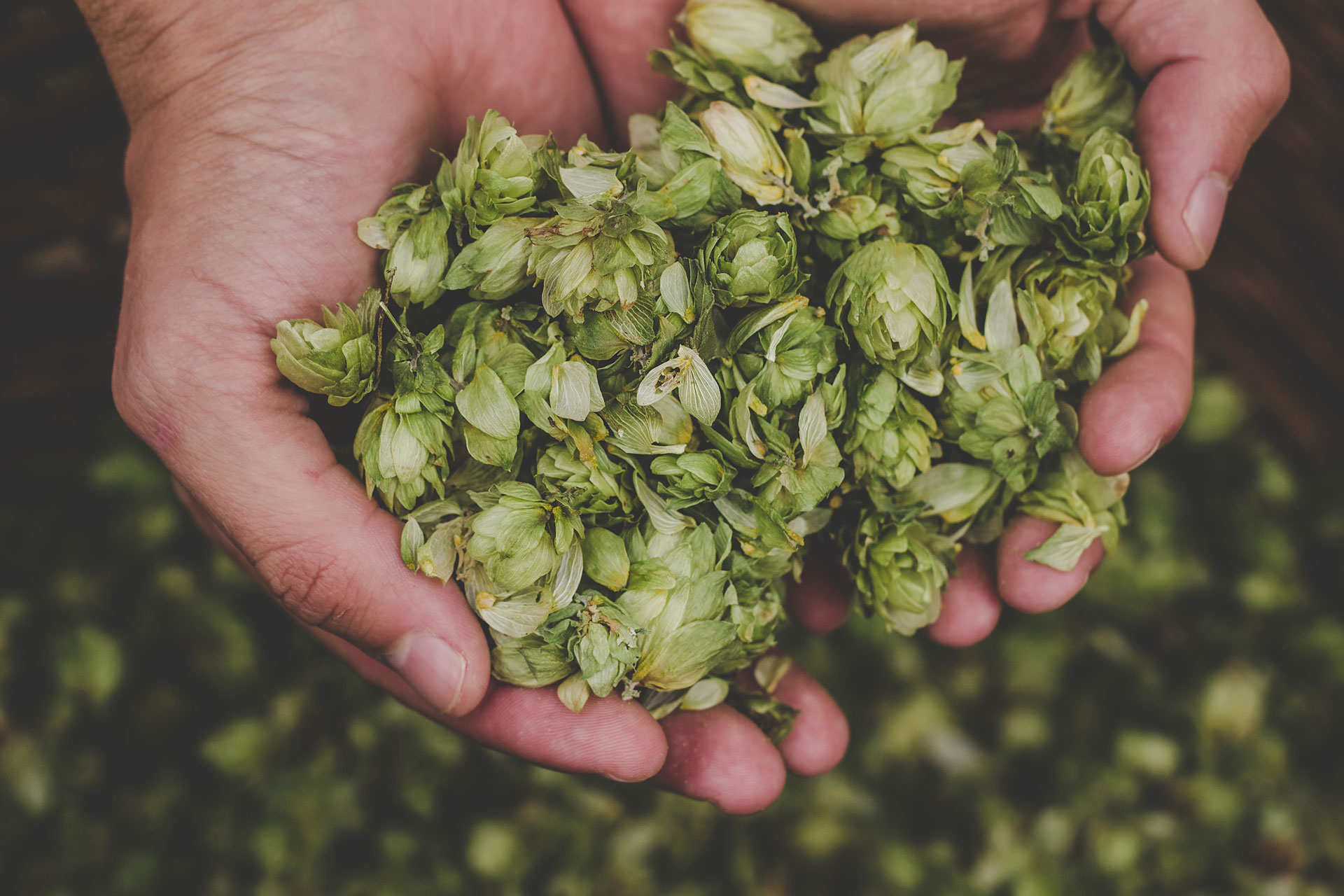 Birra Friuli - Luppoli